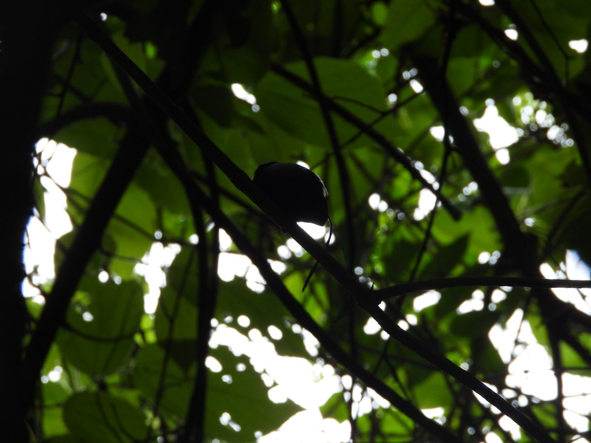 Long-tailed Manakin - ML636943757
