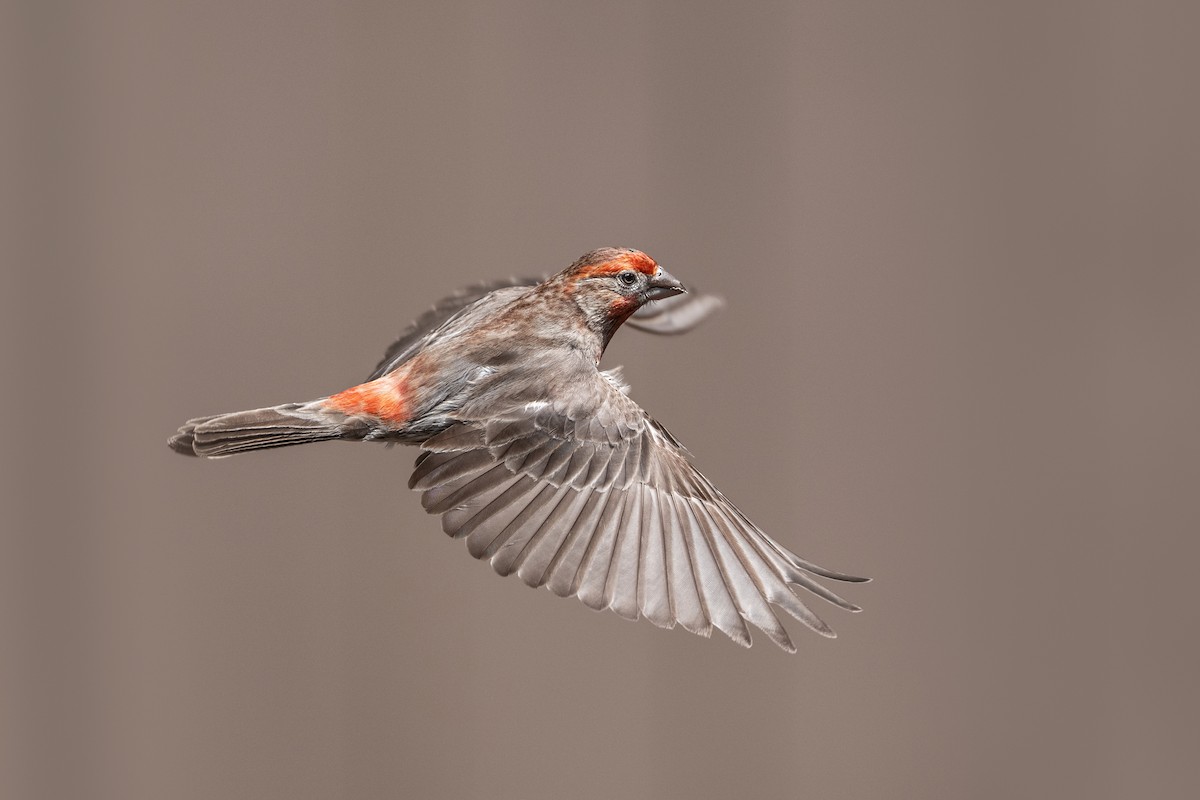 House Finch - ML636943760