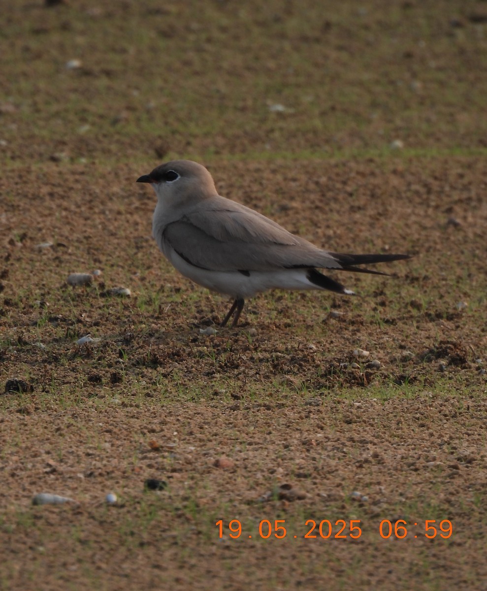 Small Pratincole - ML636943767