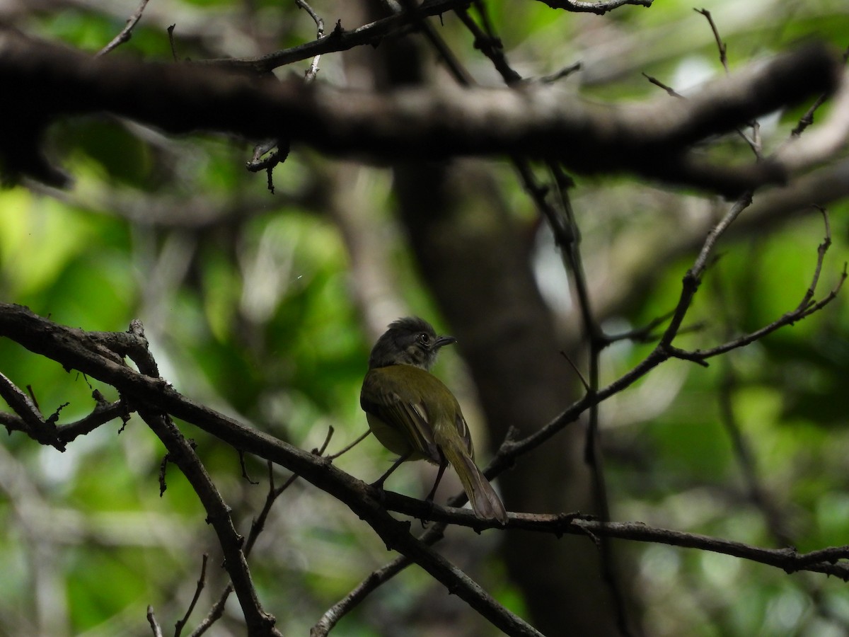 Yellow-olive Flatbill - ML636943775