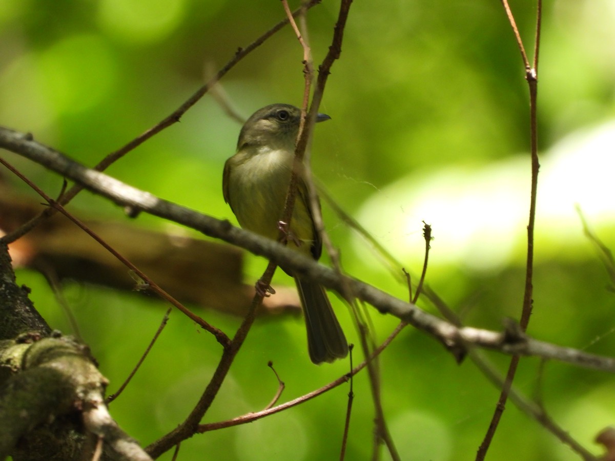 Yellow-olive Flatbill - ML636943776
