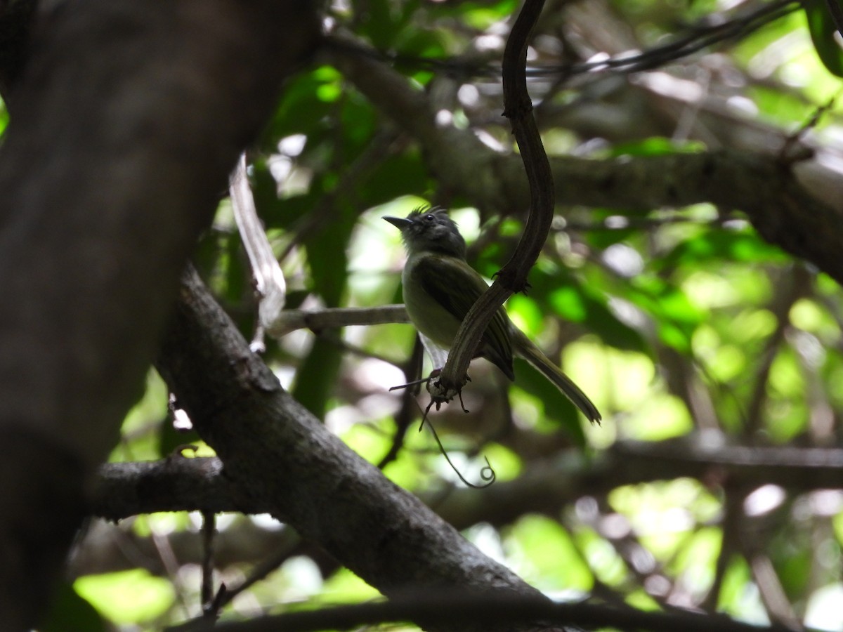 Yellow-olive Flatbill - ML636943778