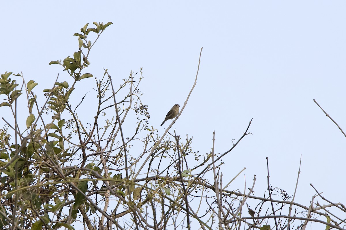 Blue-black Grassquit - ML636943843