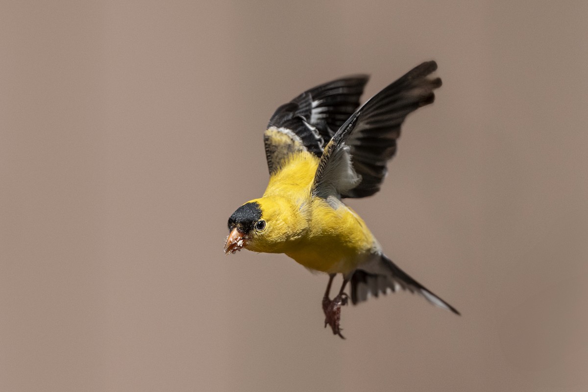 American Goldfinch - ML636943857