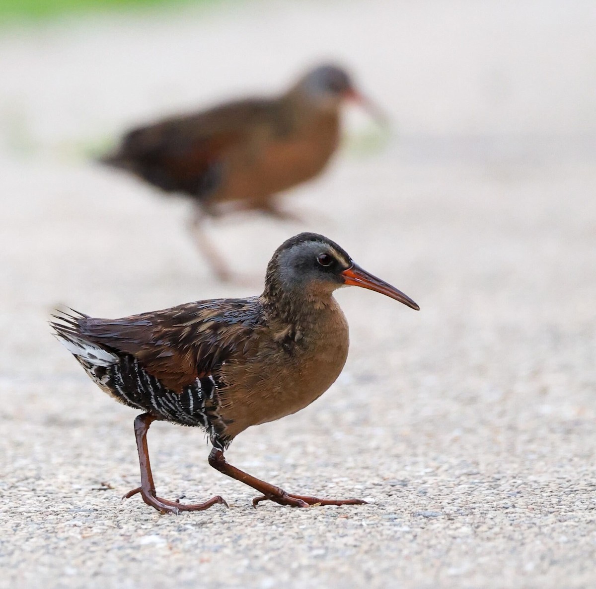 Virginia Rail - ML636943874