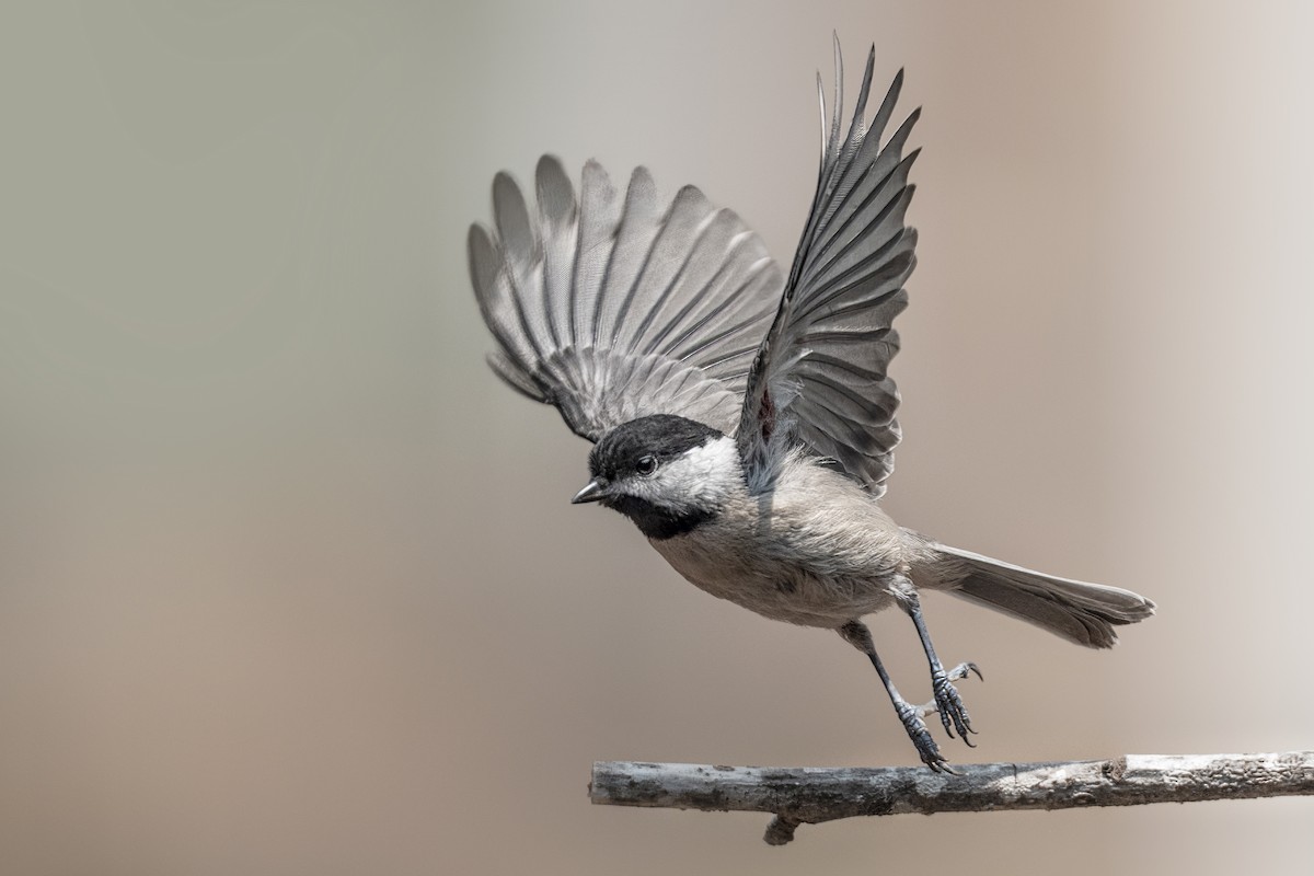Carolina Chickadee - ML636943893