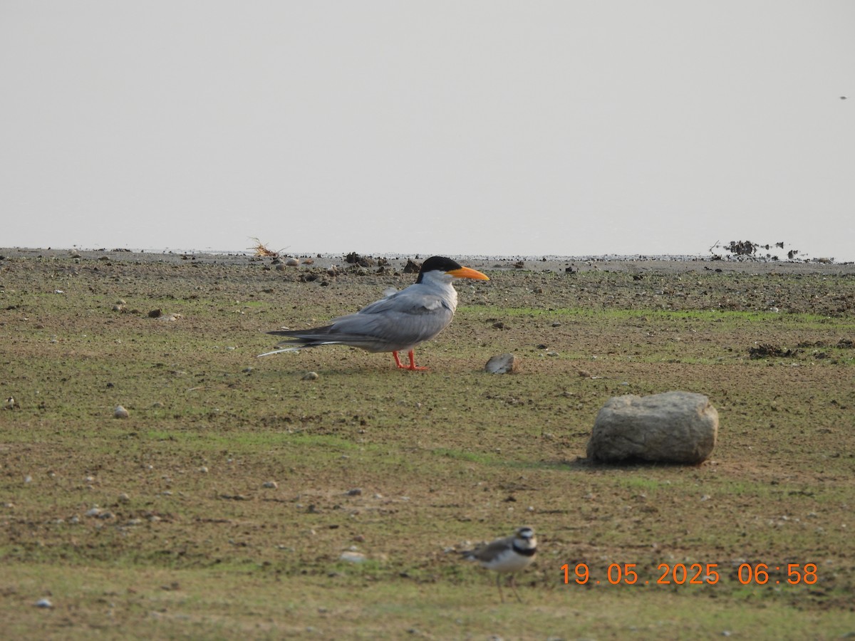 River Tern - ML636943907