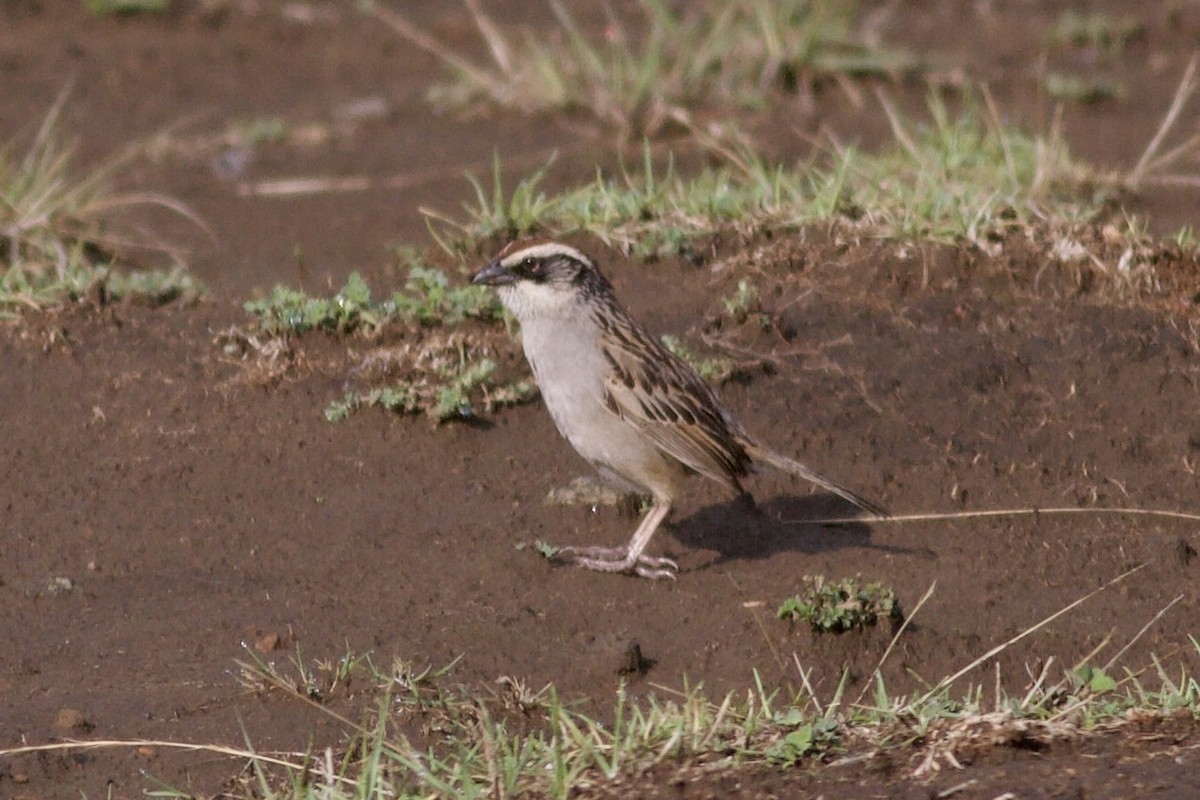 Striped Sparrow - ML636943939