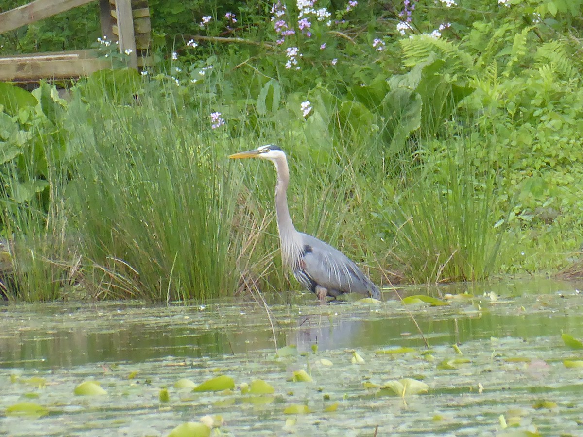 Great Blue Heron - ML636943959