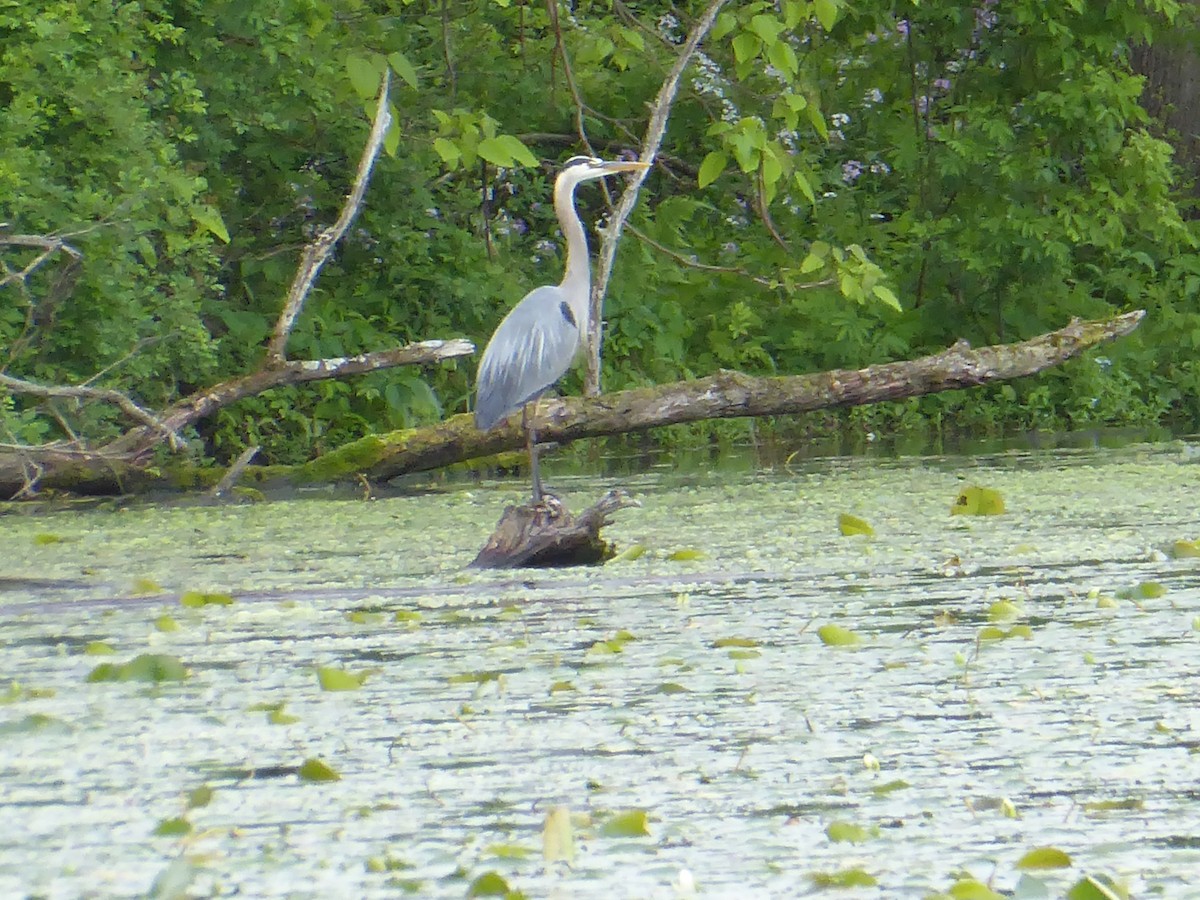 Great Blue Heron - ML636943962