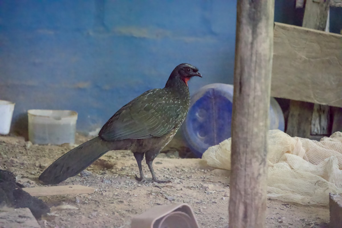 Dusky-legged Guan - ML636943968