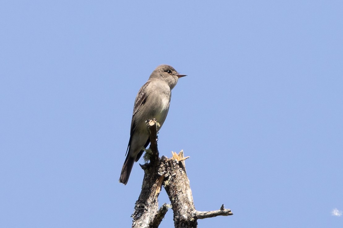 Western Wood-Pewee - ML636943972