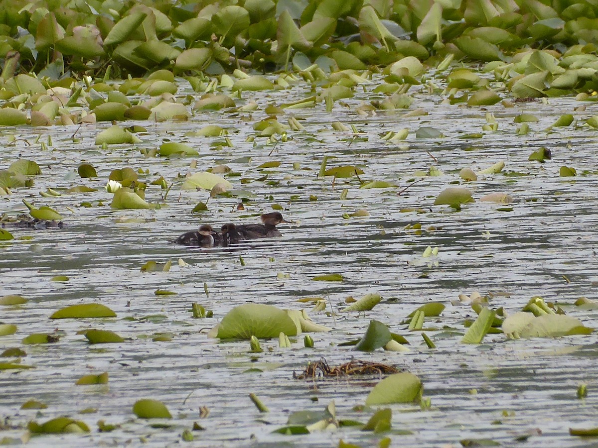 Hooded Merganser - ML636943989