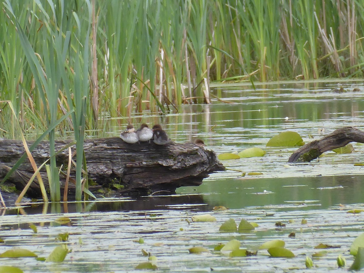 Hooded Merganser - ML636943992