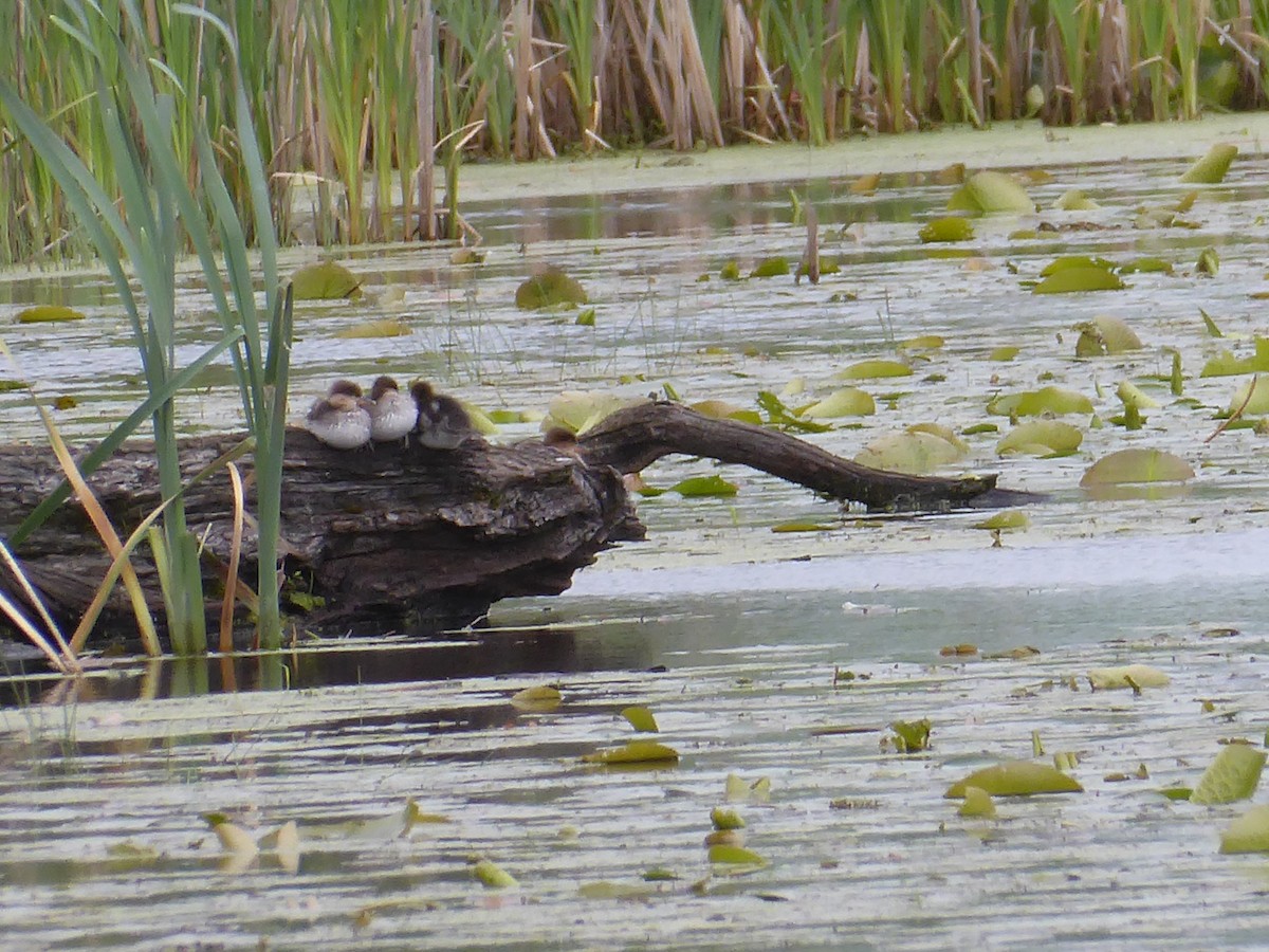 Hooded Merganser - ML636943998
