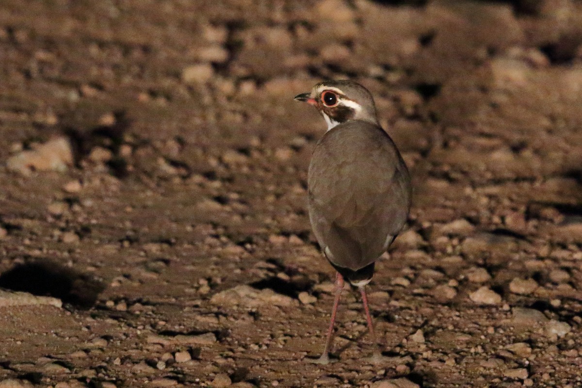 Bronze-winged Courser - ML636944031