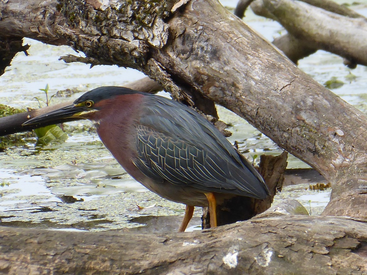 Green Heron - ML636944036