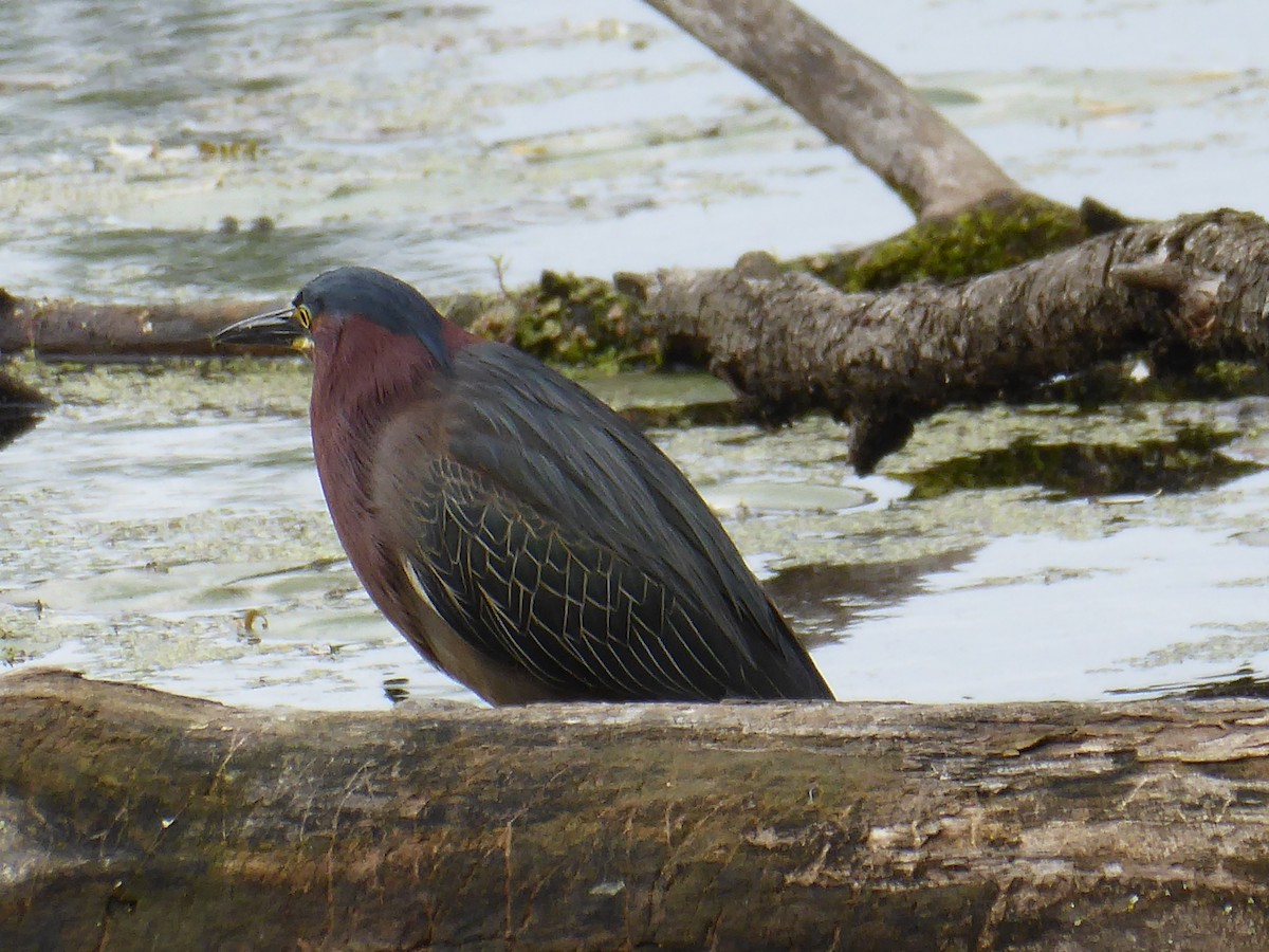 Green Heron - ML636944048