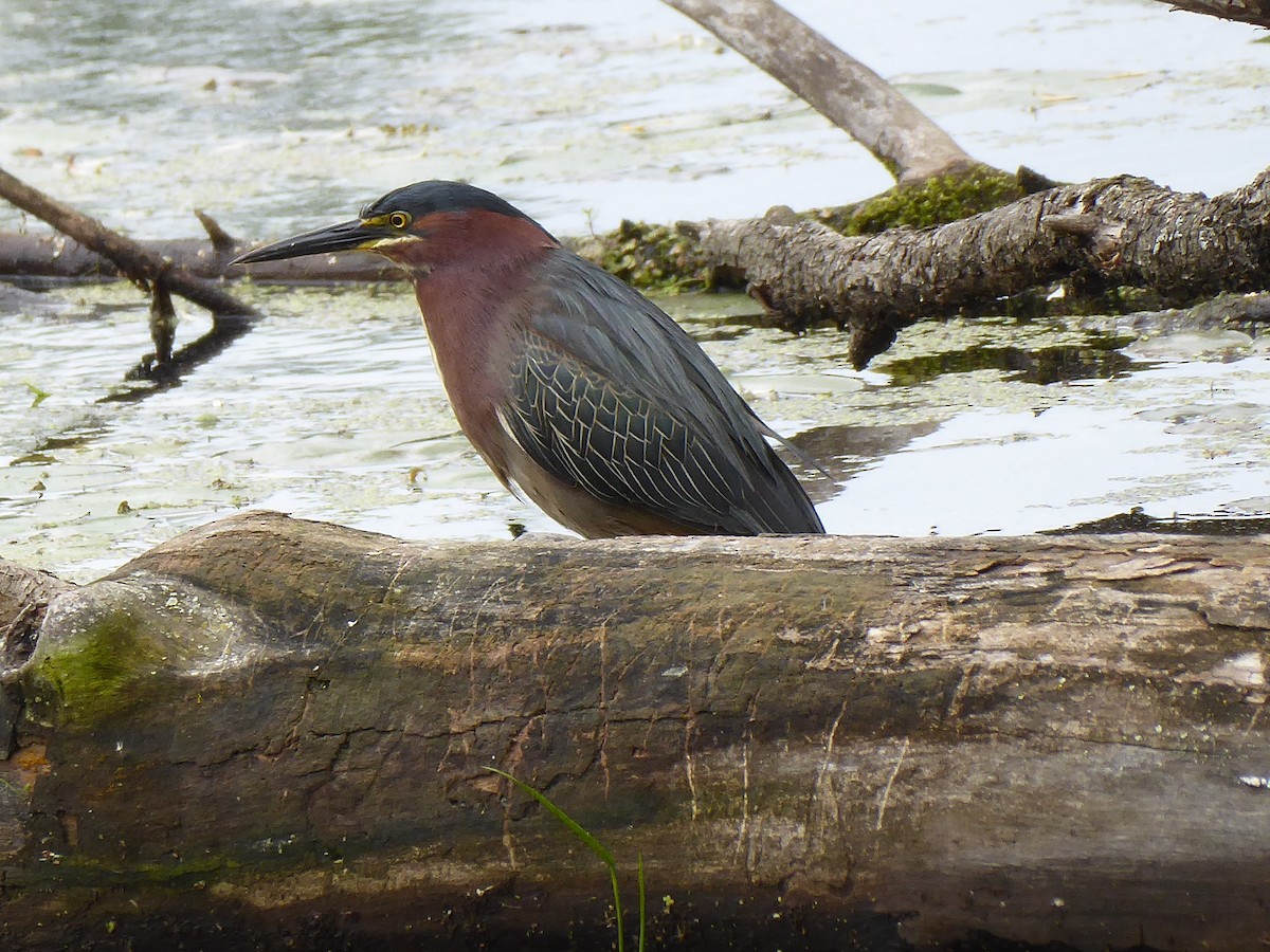 Green Heron - ML636944053