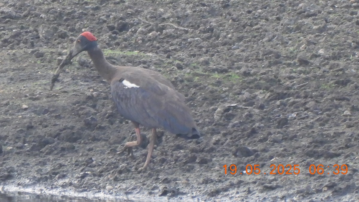 Red-naped Ibis - ML636944220