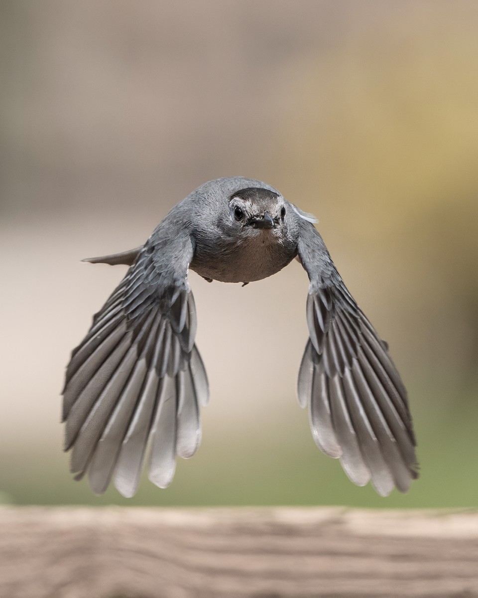Gray Catbird - ML636944240