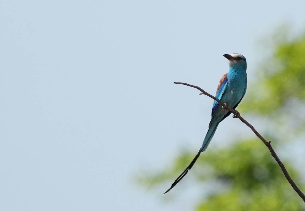 Abyssinian Roller - ML636944298