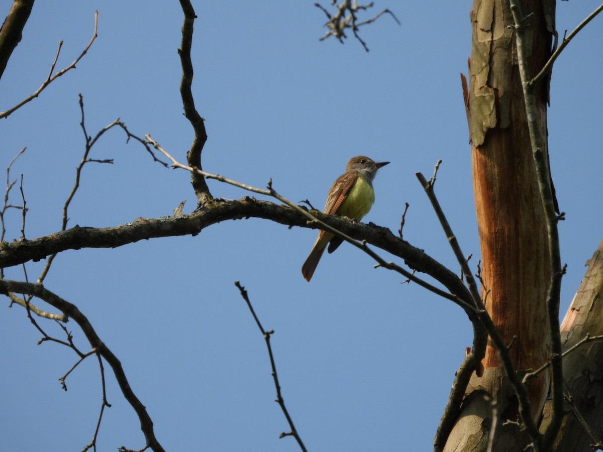 Great Crested Flycatcher - ML636944301