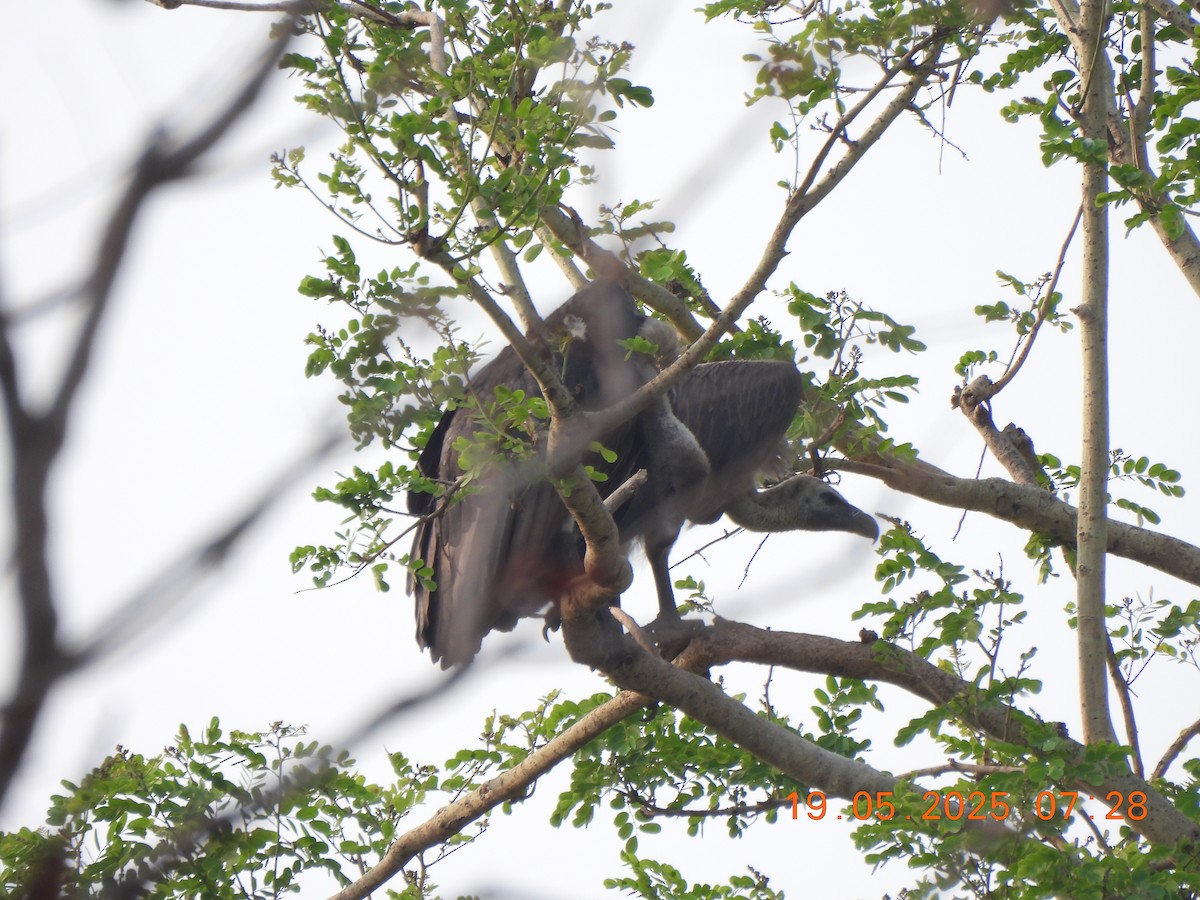 White-rumped Vulture - ML636944326