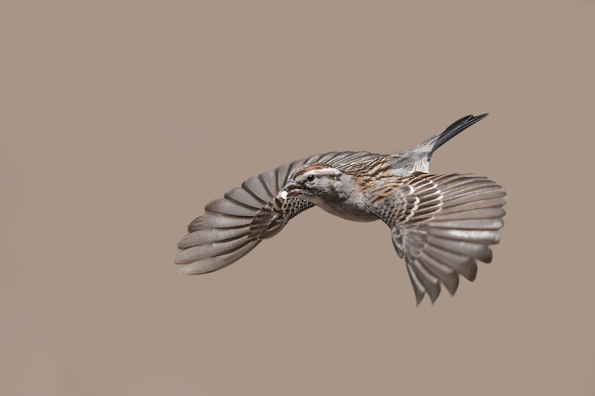 Chipping Sparrow - ML636944346