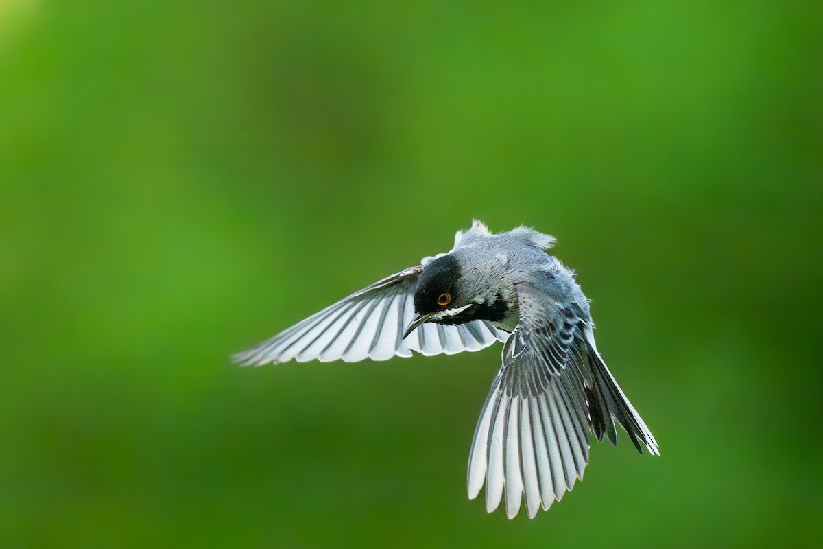 Rüppell's Warbler - ML636944365
