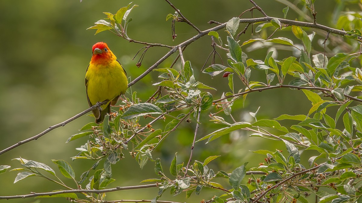 Western Tanager - ML636944367