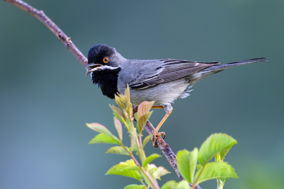 Rüppell's Warbler - ML636944379