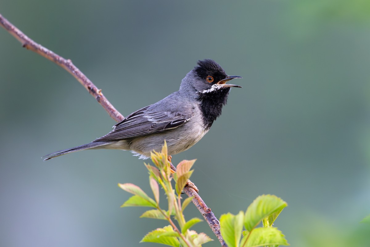 Rüppell's Warbler - ML636944380
