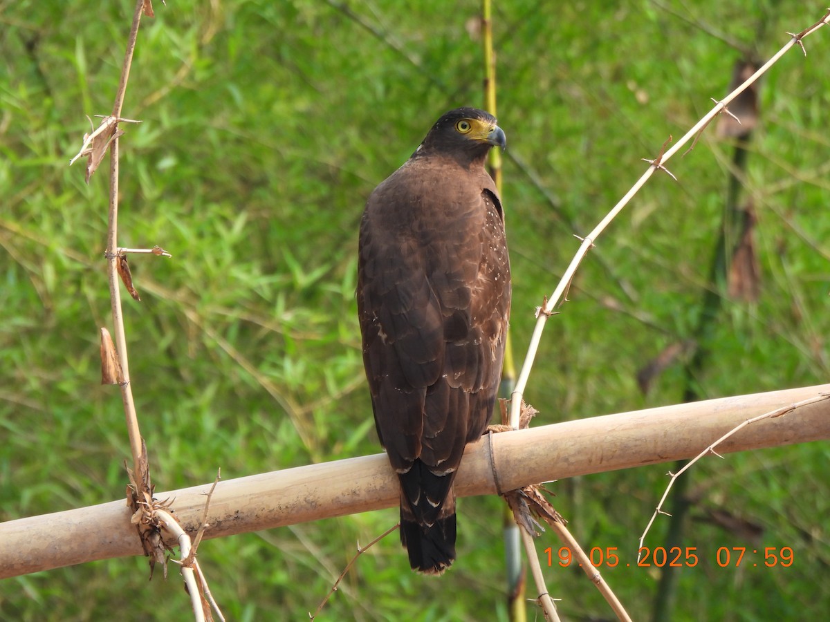 Crested Serpent-Eagle - ML636944384