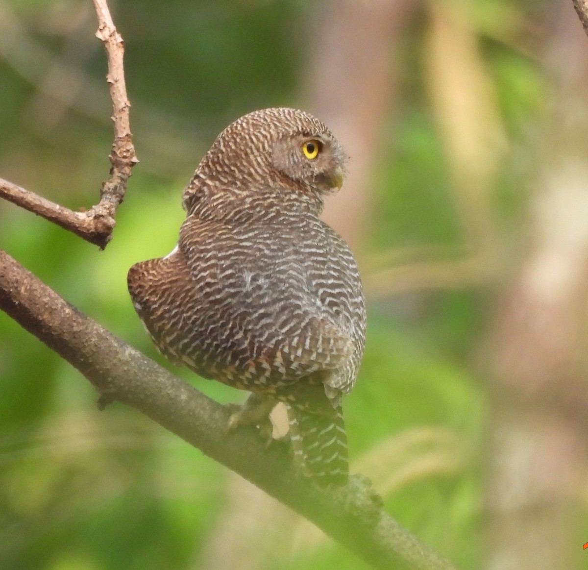 Jungle Owlet - ML636944435