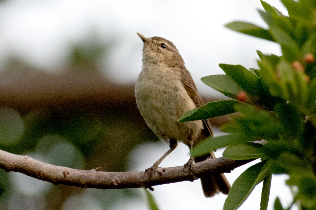 Canary Islands Chiffchaff - ML636944438