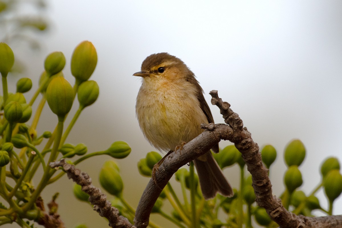 Canary Islands Chiffchaff - ML636944439