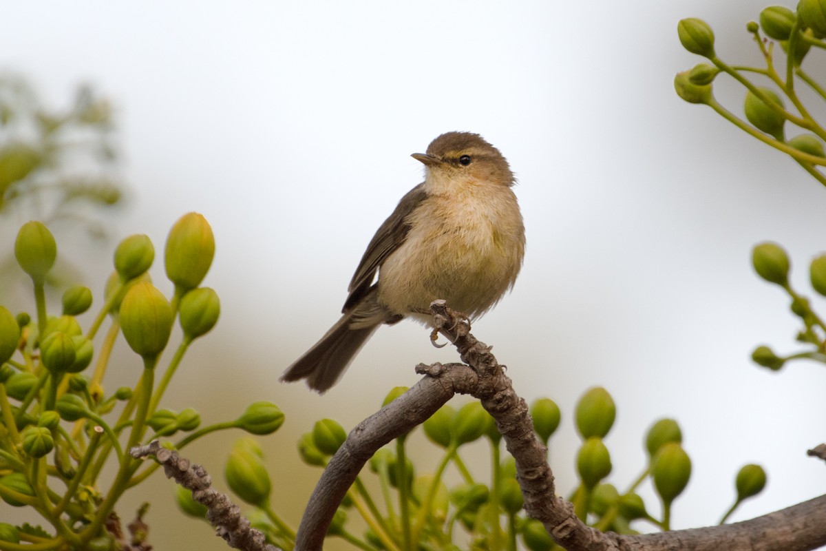 Canary Islands Chiffchaff - ML636944440