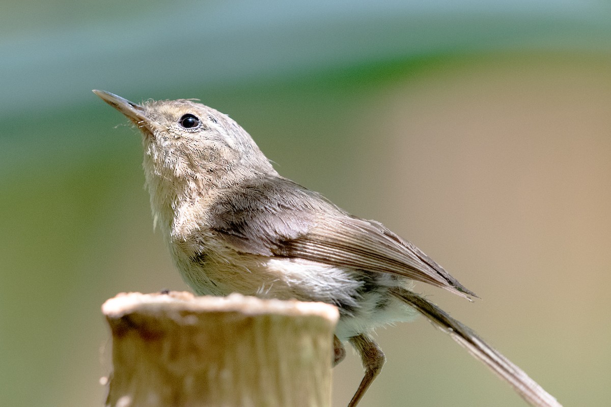 Canary Islands Chiffchaff - ML636944441