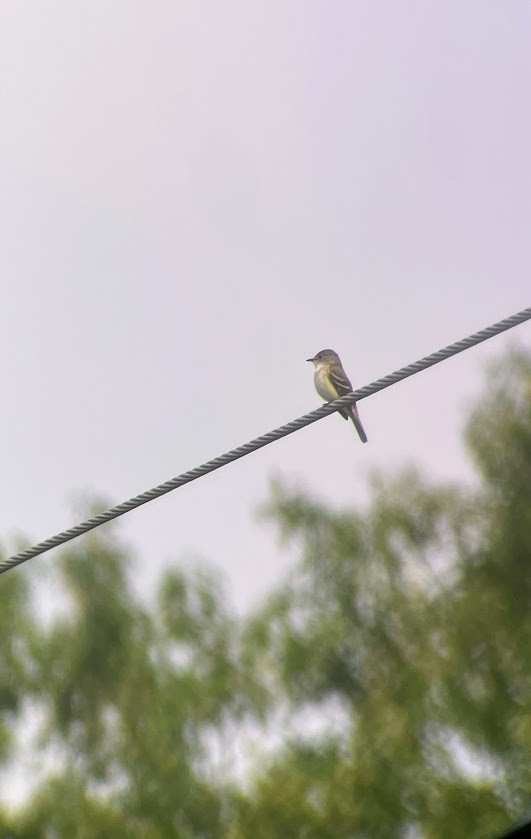 Willow Flycatcher - ML636944469