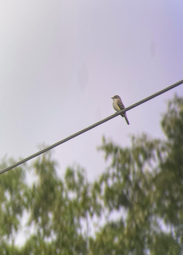 Willow Flycatcher - ML636944470