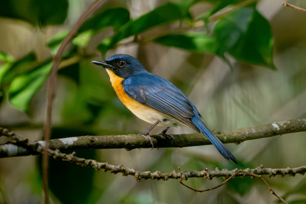 Mangrove Blue Flycatcher - ML636944604