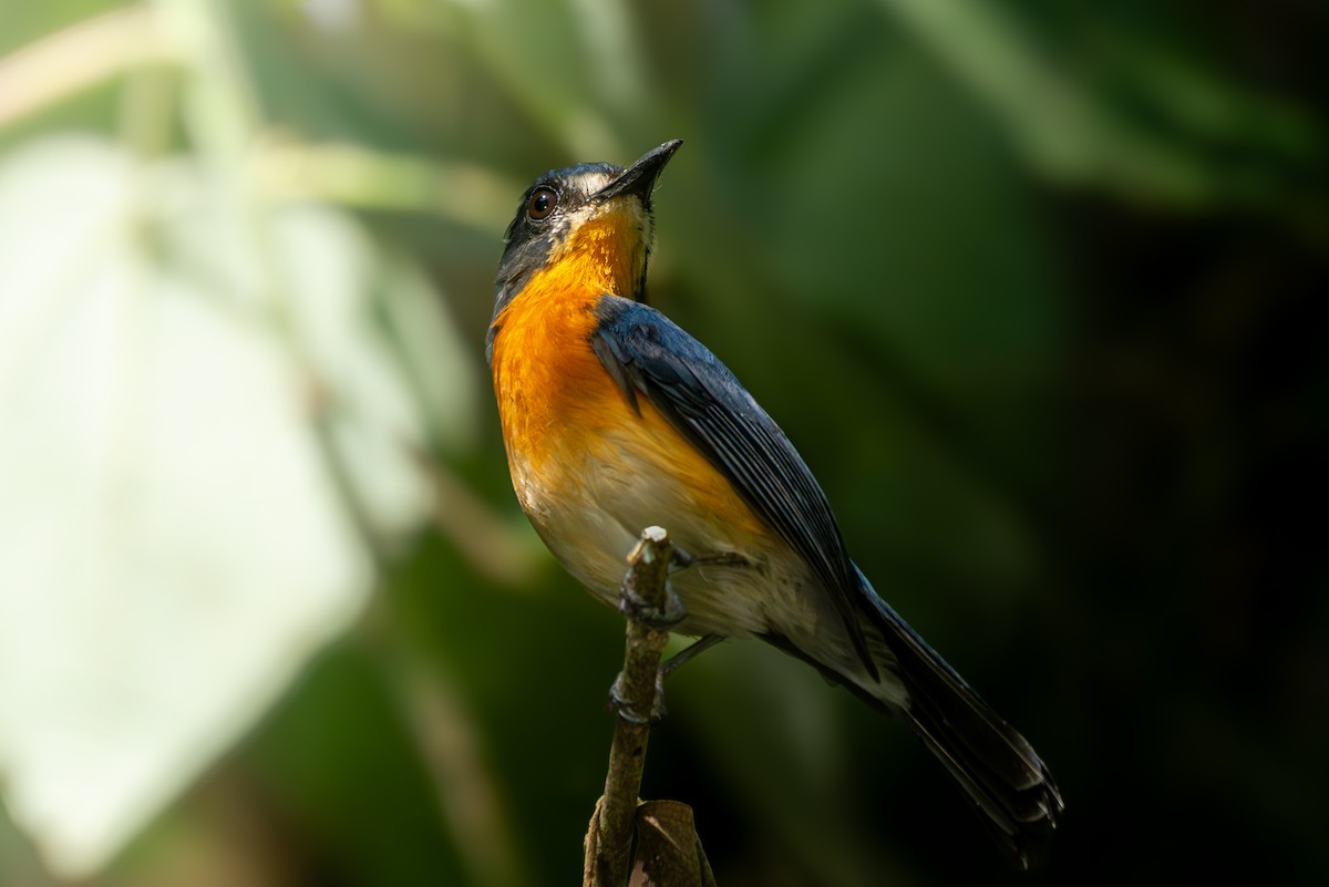 Mangrove Blue Flycatcher - ML636944605