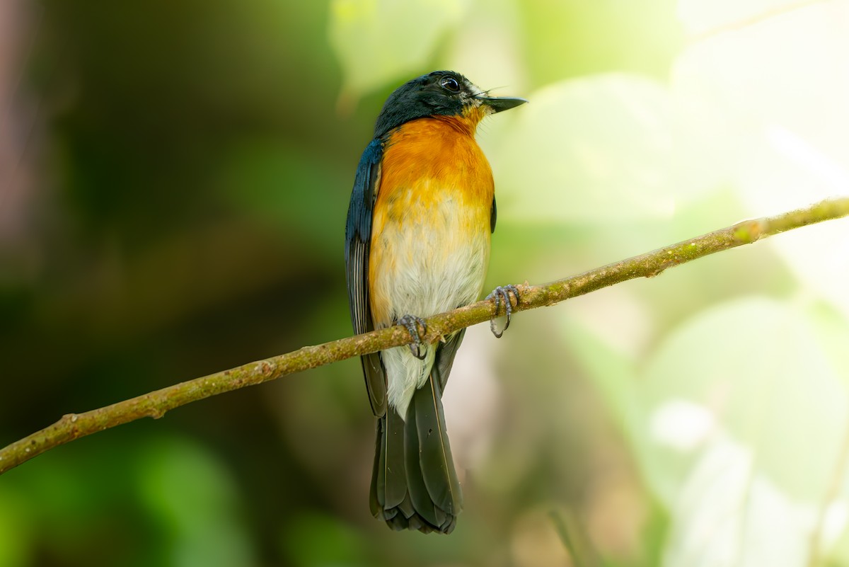 Mangrove Blue Flycatcher - ML636944606