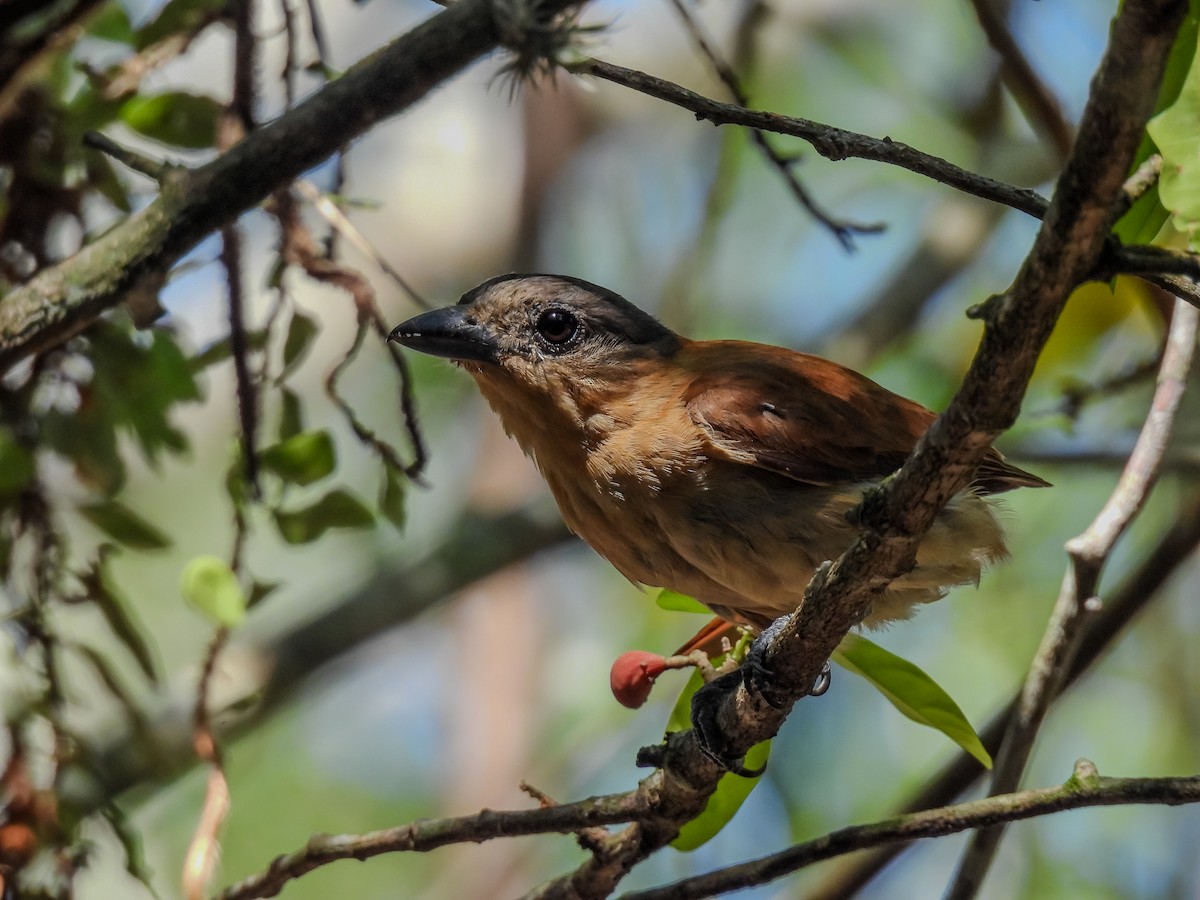 Crested Becard - ML636944632