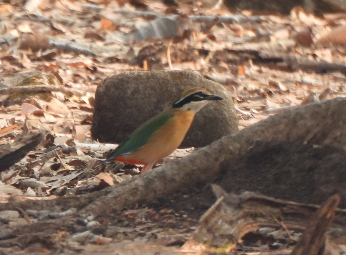 Indian Pitta - ML636944643