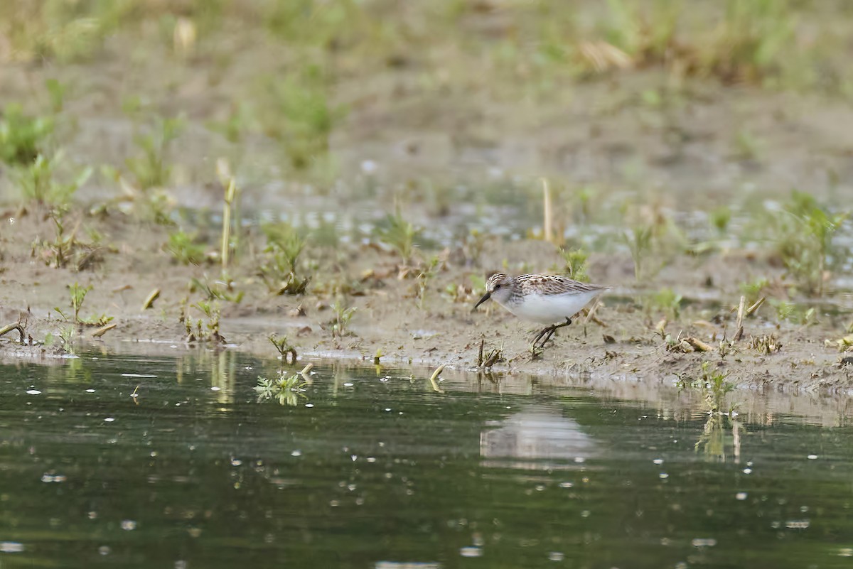 Semipalmated Sandpiper - ML636944664