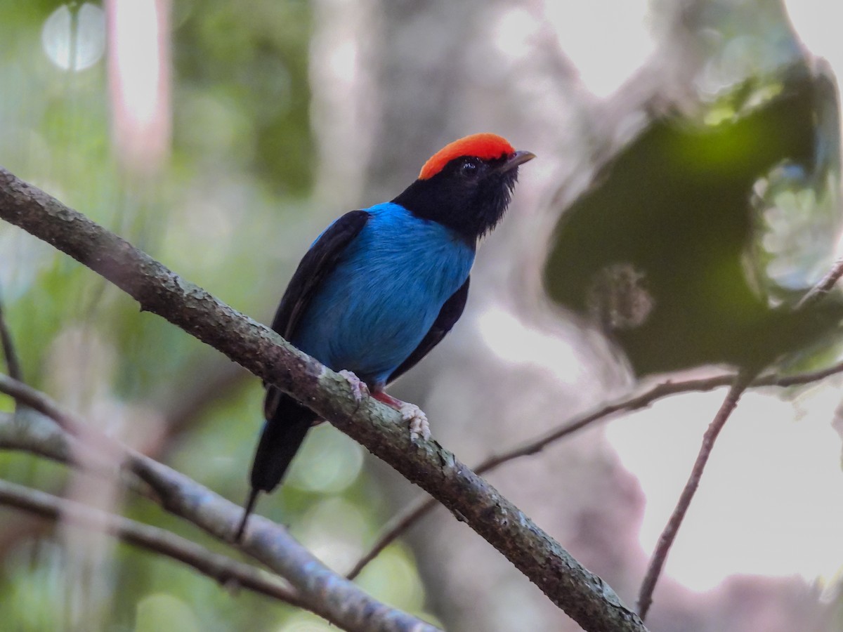 Swallow-tailed Manakin - ML636944669