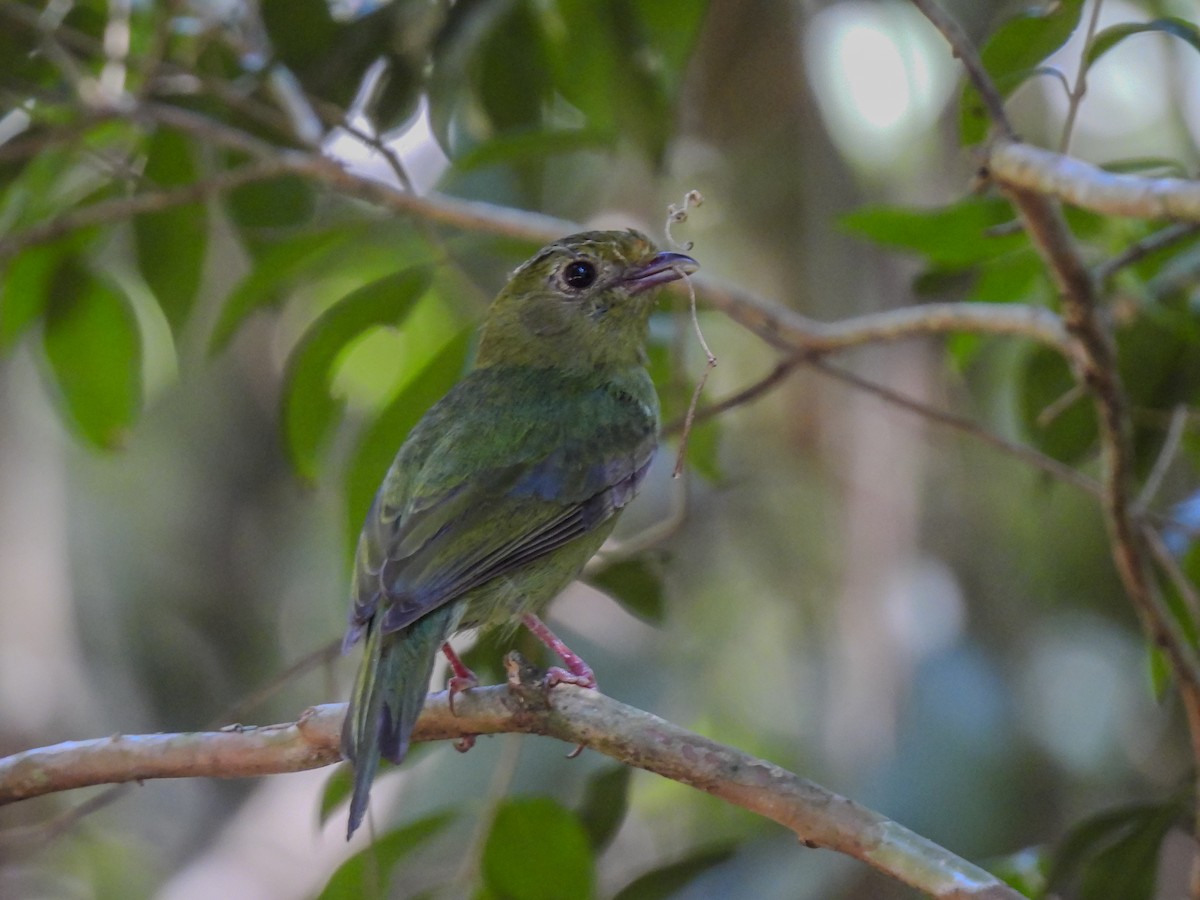 Swallow-tailed Manakin - ML636944670
