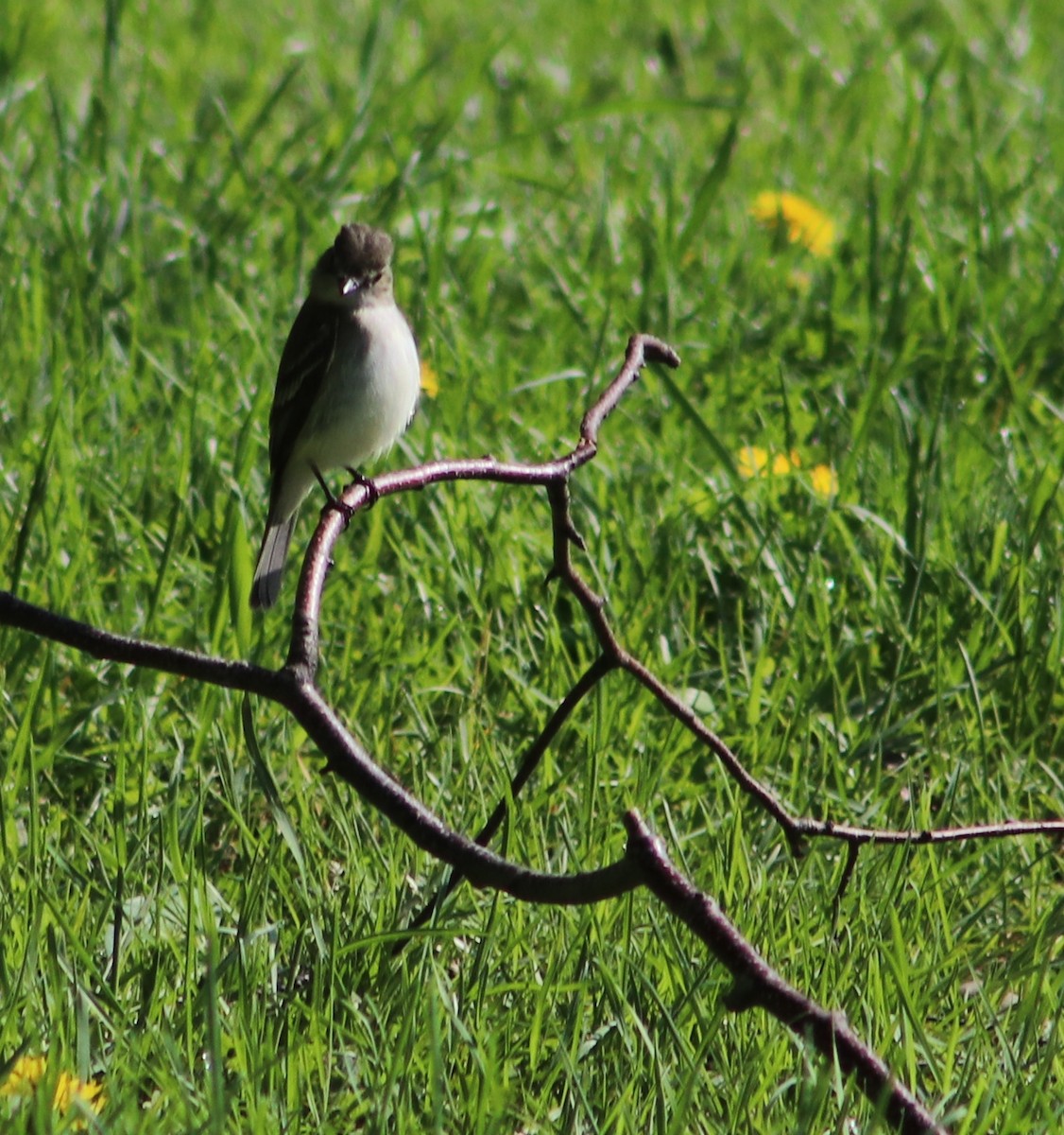 Eastern Wood-Pewee - ML636944768